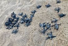 A bale of young turtles getting ready to make a run for the ocean